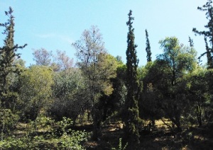 Δάσος με πεύκα, κυπαρίσσια και ελιές στα Τουρκοβούνια.